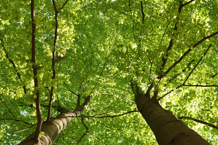 May morning, beech crowns with young leaves seen from below, sunny day in the spring forest