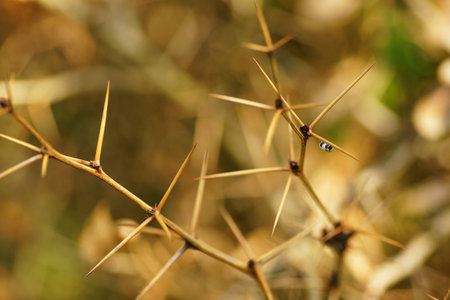 July in the garden, thorns on a leafless branch, blurry, bokeh, blurry background and copy space