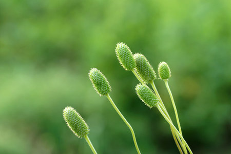July in the garden, green plants after flowering, close-up, bokeh, fuzzy background and copy space