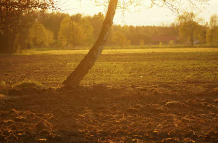 April in the landscape park, plowed spring field with sprouts of germinated grain, birch trees illuminated by the rays of the setting sun.の写真素材