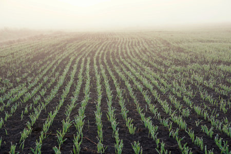 April in the landscape park, spring dawn, plowed field, cobweb threads and dew drops on growing...