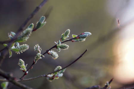 April in the landscape park, willow twigs with young leaves and flowers, spider, fuzzy background and copy spaceの写真素材