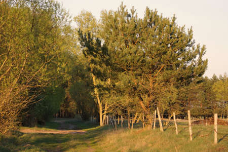 April in the Biebrza valley, spring landscape in the countryside, pine trees and a fence along a country road.の写真素材