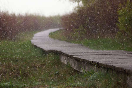 April in the Biebrza valley, a wooden footbridge on the marshes among bushes, rain and snowfallの写真素材