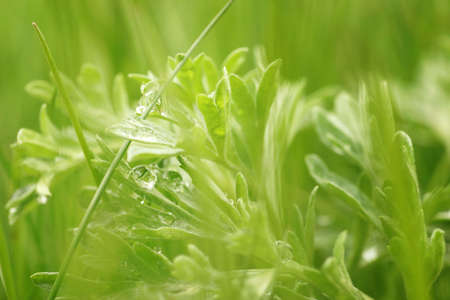April in the Biebrza Valley, close-ups of water drops on a fresh leaf of the plant, grass blades and young leaves on the lawn, fuzzy background and copy space, shallow depth of field.の写真素材