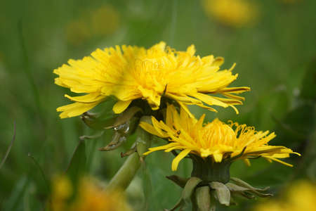 April in the Biebrza Valley, dandelion flower after morning rain with drops of water, close-up on the lawn, fuzzy background and copy spaceの写真素材