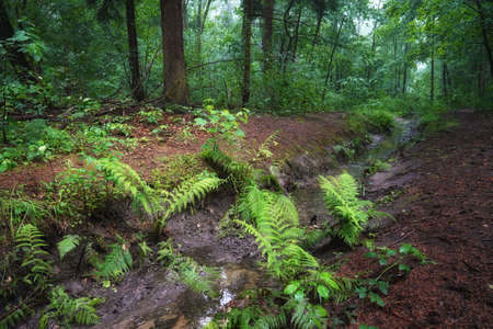 June dawn, a foggy morning in the forest, a stream among trees, a landscape with fernsの写真素材