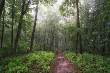 June dawn, foggy morning in the forest, path among treesの写真素材