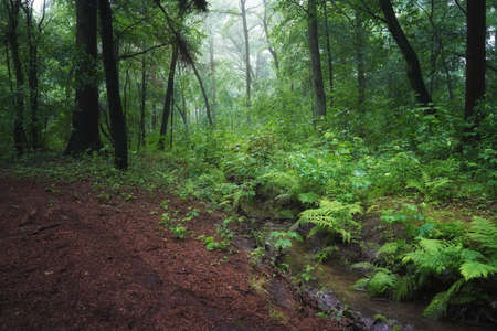June dawn, a foggy morning in the forest, a stream among trees, a landscape with fernsの写真素材