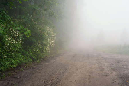 June dawn, foggy morning, landscape with roads and trees disappearing in the mist, jasmine in bloomの写真素材