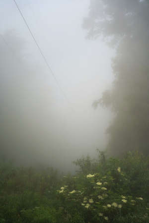 June dawn. power transmission lines diapearing in the fog, misty morning, landscapeの写真素材