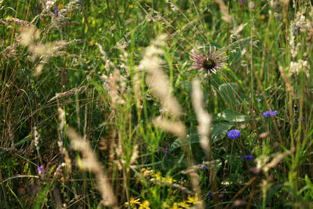 July in a flowery meadow, purple flower in a thicket of stems, grass and flowering plantsの写真素材