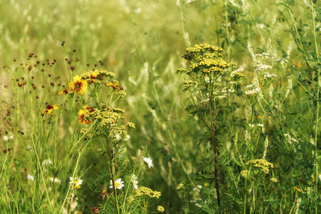 July on a flowery meadow, tansy among flowers and greenery, fuzzy background and blank spaceの写真素材