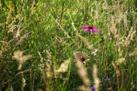 July in a flowery meadow, purple flower in a thicket of stems, grass and flowering plantsの写真素材