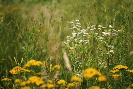 July on a flowery meadow, white flowers in a thicket of stems, grass and flowering plantsの写真素材