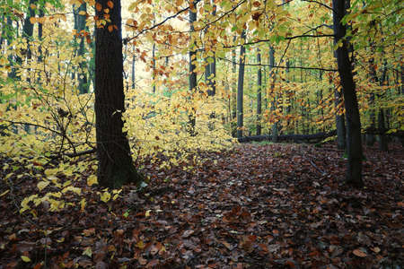 October morning, autumn in the forest, colorful leaves waiting for winter and dead tree, landscape with fallen leavesの写真素材