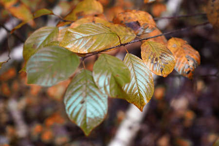 Autumn in the forest, October morning on a walk, colorful leaves waiting to fallの写真素材