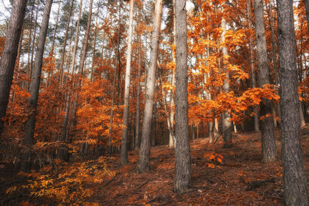 Autumn in the forest, October morning on a walk, colorful leaves waiting to fall