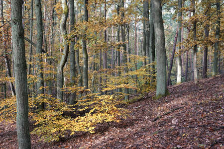 Autumn in the forest, October morning on a walk, colorful leaves waiting to fallの写真素材