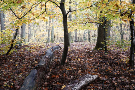 October morning, autumn in the forest, colorful leaves waiting for winter and dead tree, landscape with fallen leavesの写真素材