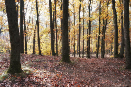 Autumn in the forest, October morning on a walk, colorful leaves waiting to fall