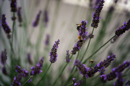 Lavender flowers and stems on a fuzzy background, bees among plants, close-up, bokehの写真素材