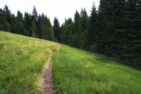 Summer in the Gorce, mountain meadow and forest wall, landscape with pathway