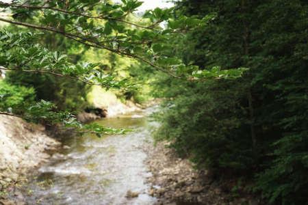 Branch with leaves on a mountain river, summer in the Gorceの写真素材
