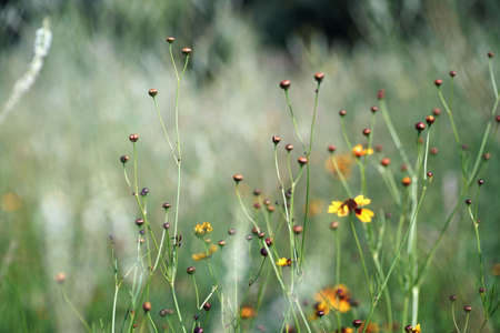 Summer on a flower meadow, buds waiting to bloom, small depth of focus, fuzzy background and bokehの写真素材