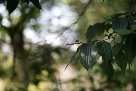 August in the garden, a branch with Heptacodium leaves on a green background, bokeh and copy space