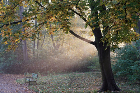 autumn morning, rays of sunrise shining through maple leavesの写真素材