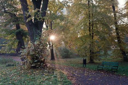 the park with autumn sunrise among the trees, sunbeams shining through the leavesの写真素材