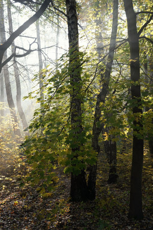 morning in the park, slightly foggy start of a sunny day, rays of the rising sun, colorful trees and fallen leaves.の写真素材