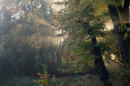 the park, autumn sunrise among the trees, sunbeams shining through the leavesの写真素材