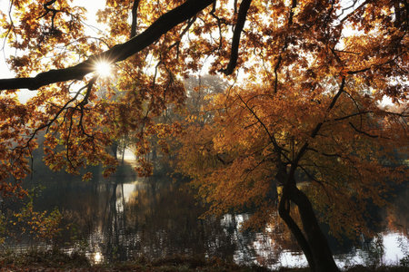 morning in the park, mossy oak branch lit from behind, autumn tree reflections, pond and tree bent over waterの写真素材