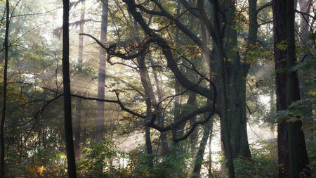 morning in the park, slightly misty beginning of a sunny day, rays of rising sun shining from outside the trunk of an old chestnut tree, forest landscapeの写真素材