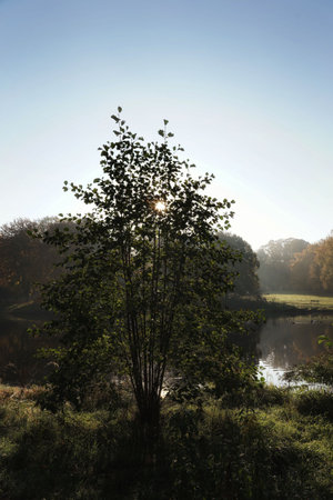 October morning in the park, the sun shining through the leaves and branches of a young alder, park landscape with fog and pondの写真素材