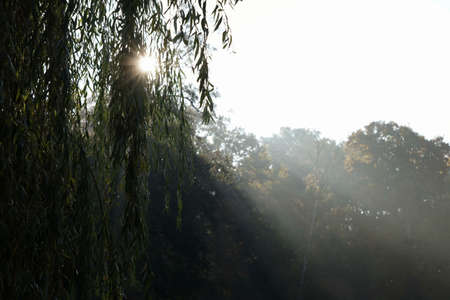October morning in the park, foggy beginning of autumn day, sunshine from behind the willow leaves, sunbeamsの写真素材