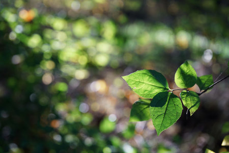 October morning in the park, branch with leaves lit from behind, close-up and bokeh