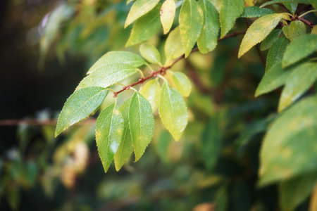 October morning in the park, water drops on the leaves, close-up of a twig with leavesの写真素材