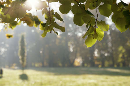 October morning in the park, leaves and fruits of the linden tree illuminated from behind by the rays of the sun, a misty beginning of a sunny autumn dayの写真素材
