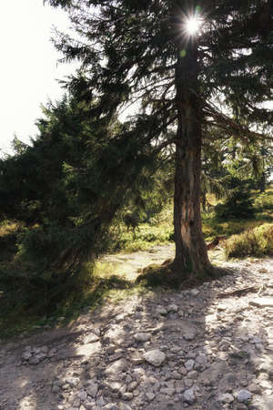 September in the Jizera Mountains, sunlight shining between the branches of the spruce, autumn landscape on the top of the mountainの写真素材