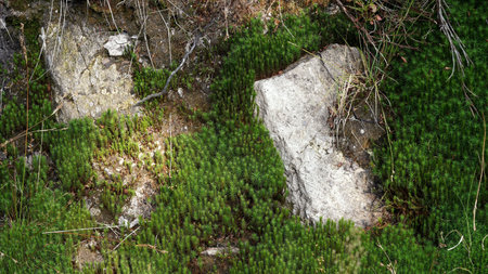 September in the Jizera Mountains, a rock on the hillside among the mossesの写真素材