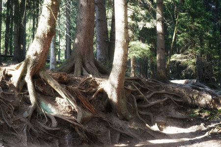September in the Giant Mountains, coniferous forest on the mountain slopes, spruce trunks and roots,...