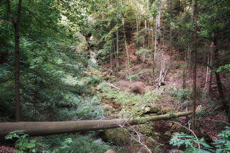 September in the Giant Mountains, the trunk of a fallen beech lying by a mountain stream, forest and rocks on the mountainside, autumn landscapeの写真素材