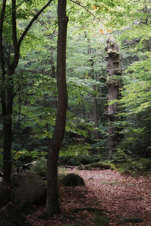 September in Karkonosze, mossy trunk of an old oak tree in a mountain forest, autumn landscapeの写真素材