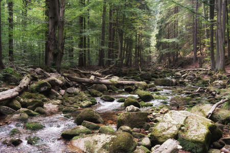 September in the Giant Mountains, foaming water in a mountain stream, mossy boulders and trunks of dead trees, an autumn forestの写真素材