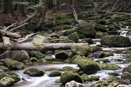 September in the Sudetes, a mountain stream in the Giant Mountains, rocks and stones covered with moss in the foamy water, trunks of fallen treesの写真素材