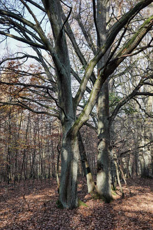 November morning in the forest, autumn landscape, sunny day among the treesの写真素材