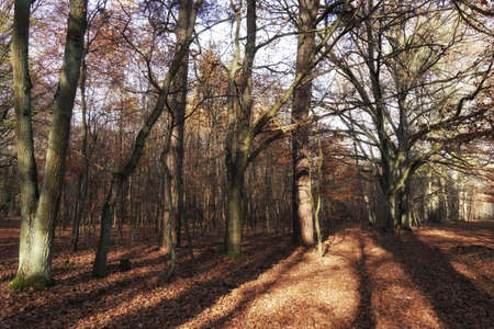 November morning in the forest, a line of old trees on the border of a young forest, autumn landscape, sunny dayの写真素材
